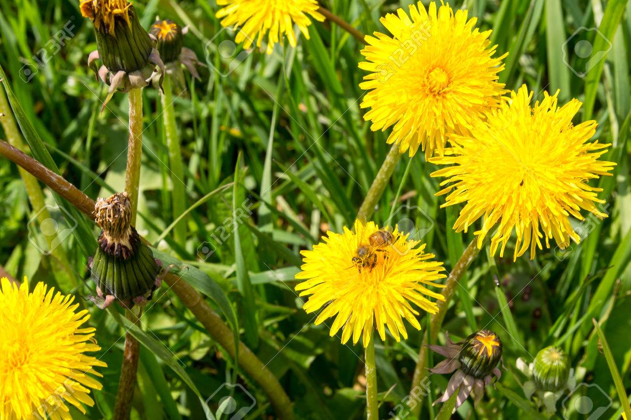 働き蜂のフィールドで花粉を収集黄色花のアザミの種をまく の写真素材 画像素材 Image