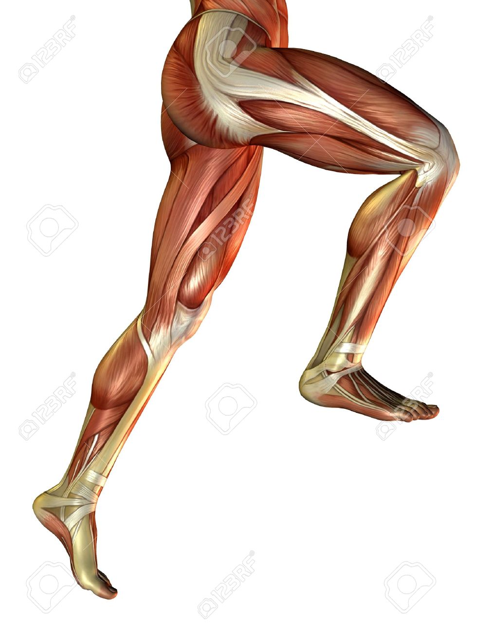3d Rendering Of The Male Leg Muscles Stock Photo Picture And Royalty Free Image Image 7877665