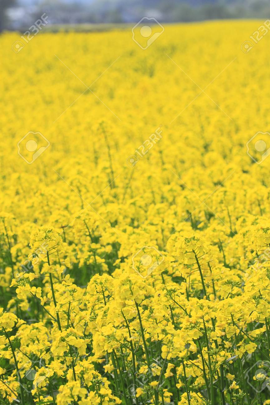 岩手県の盛岡市で作物の菜の花畑 キャノーラ の写真素材 画像素材 Image