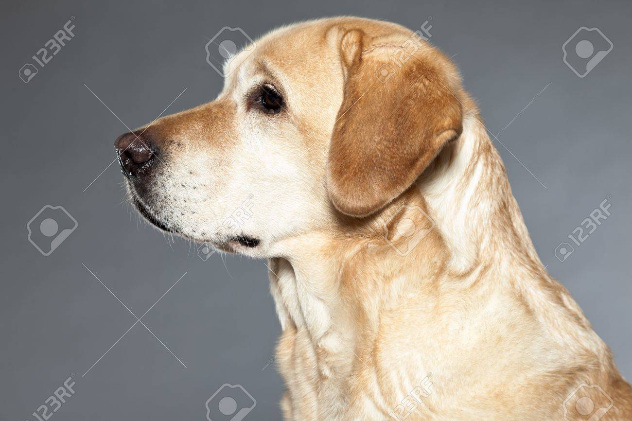 blonde labrador retriever