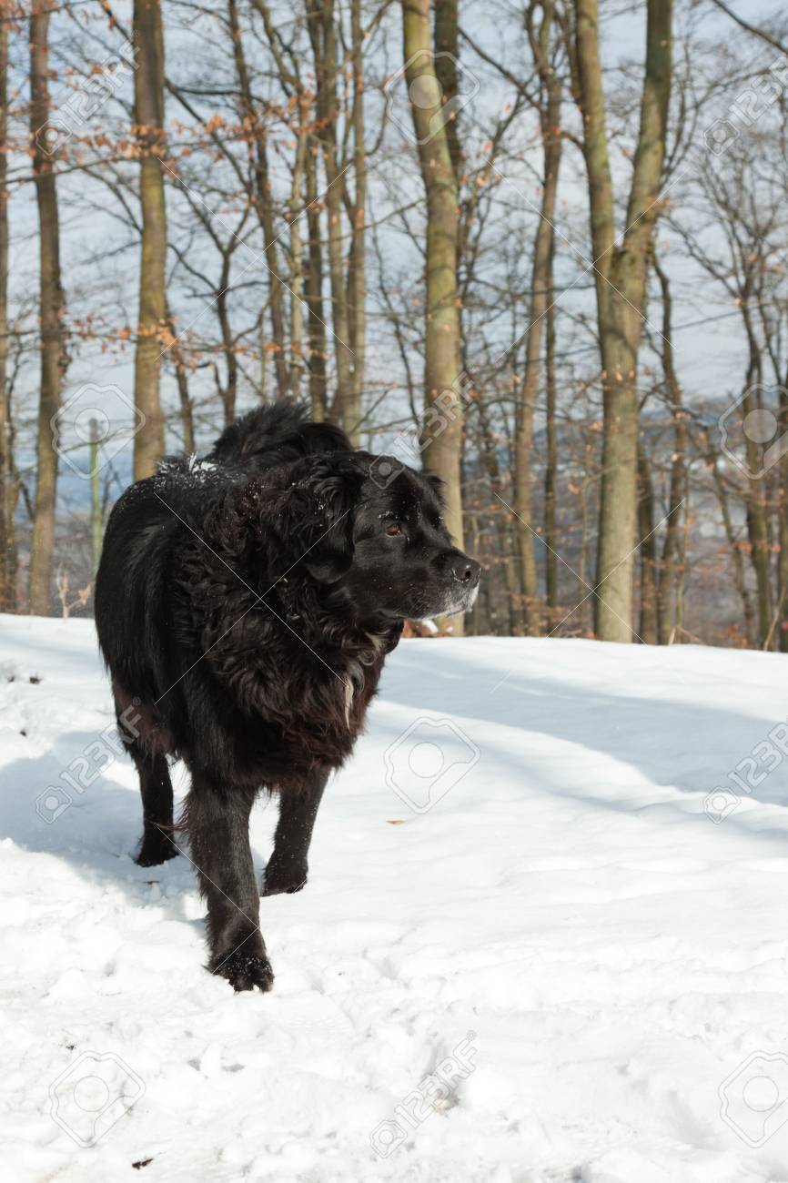 Buy bernois dog Shop, image size:866x1300