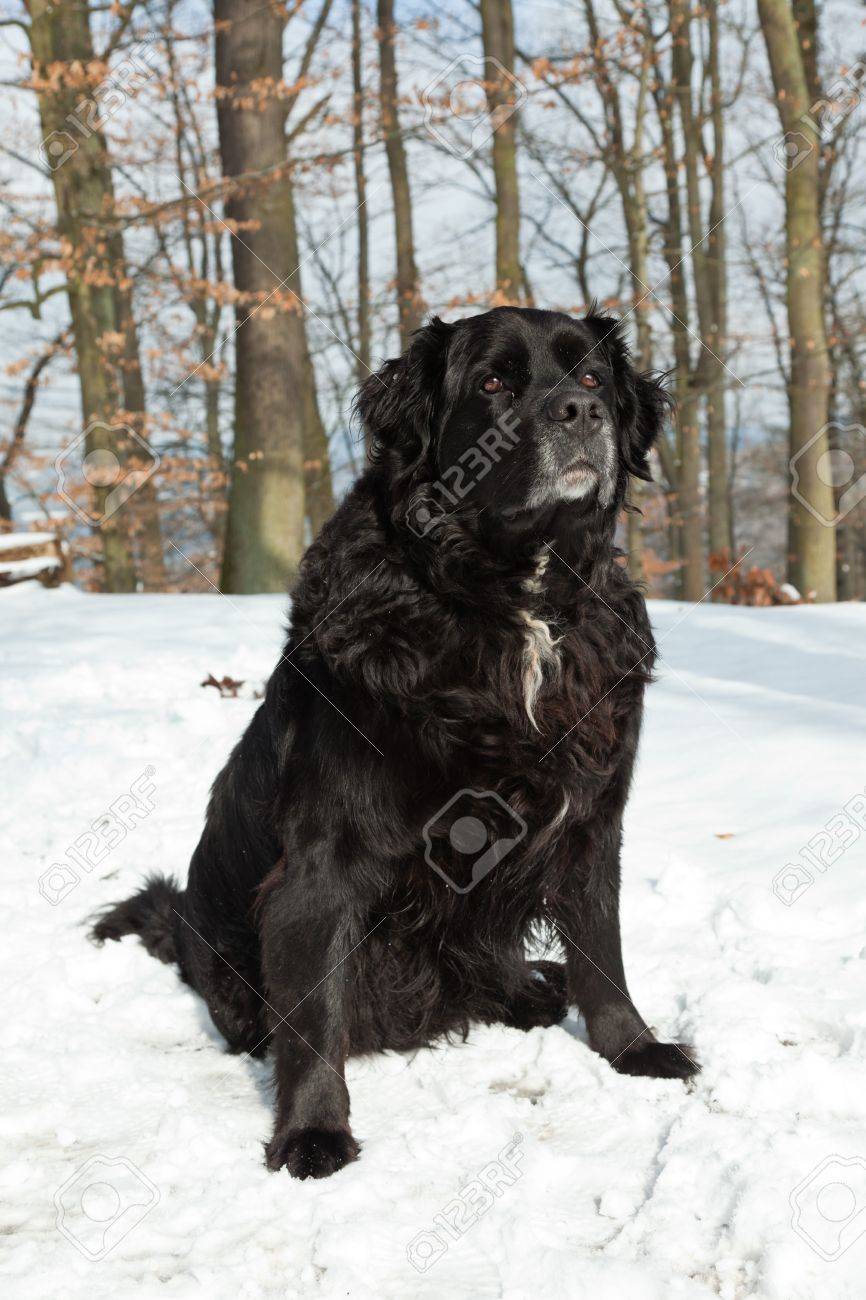 550 Bernard Saint Sitting Stock Photos - Free \u0026 Royalty-Free Stock Photos  from Dreamstime, image size:866x1300