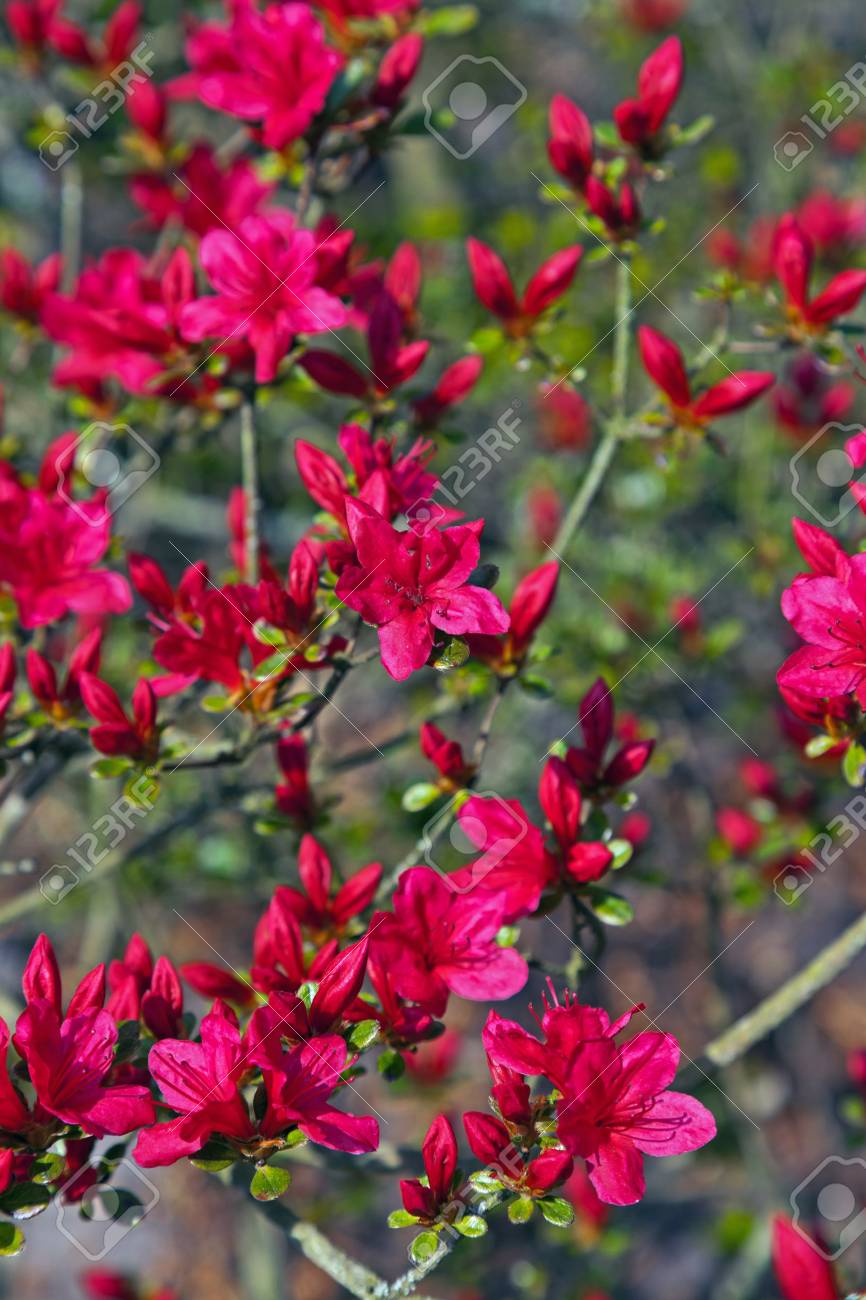 春に小さな木の赤を葉します の写真素材 画像素材 Image