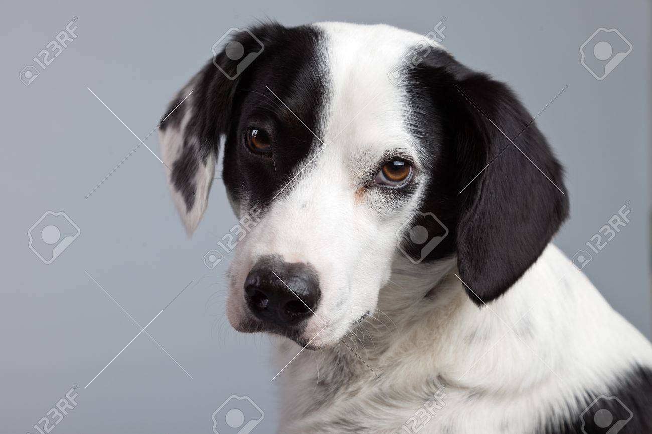 Race Mixte Chien Noir Et Blanc Tacheté Isolé Sur Fond Gris Yeux Marron Clair Portrait De Studio