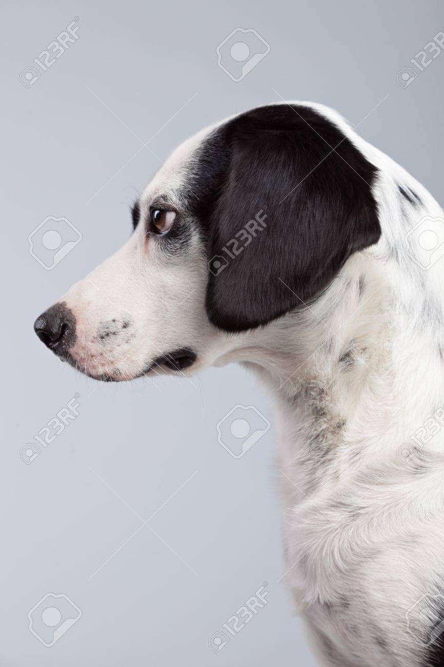 Race Mixte Chien Noir Et Blanc Tacheté Isolé Sur Fond Gris Yeux Marron Clair Portrait De Studio