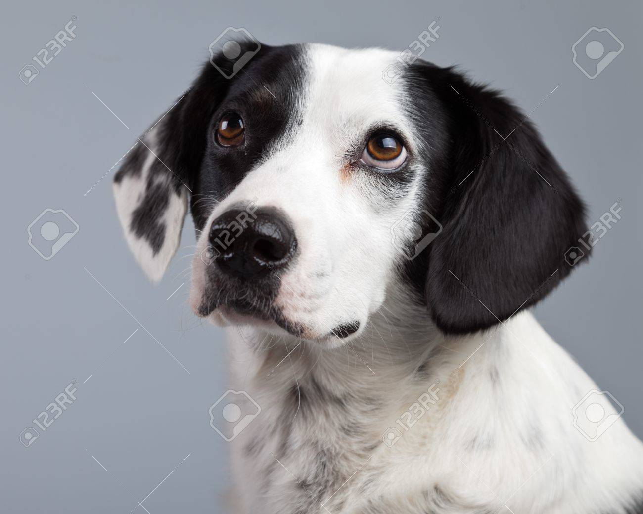 Race Mixte Chien Noir Et Blanc Tacheté Isolé Sur Fond Gris Yeux Marron Clair Portrait De Studio