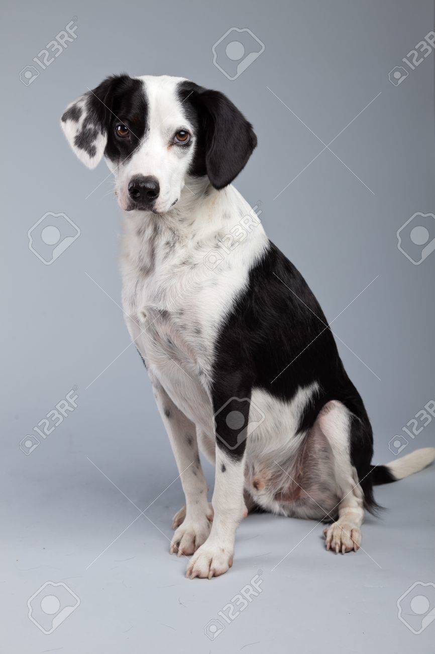 Mixed Breed Black And White Spotted Dog Isolated Against Grey Background.  Light Brown Eyes. Studio Portrait. Stock Photo, Picture and Royalty Free  Image. Image 21625044., image size:866x1300