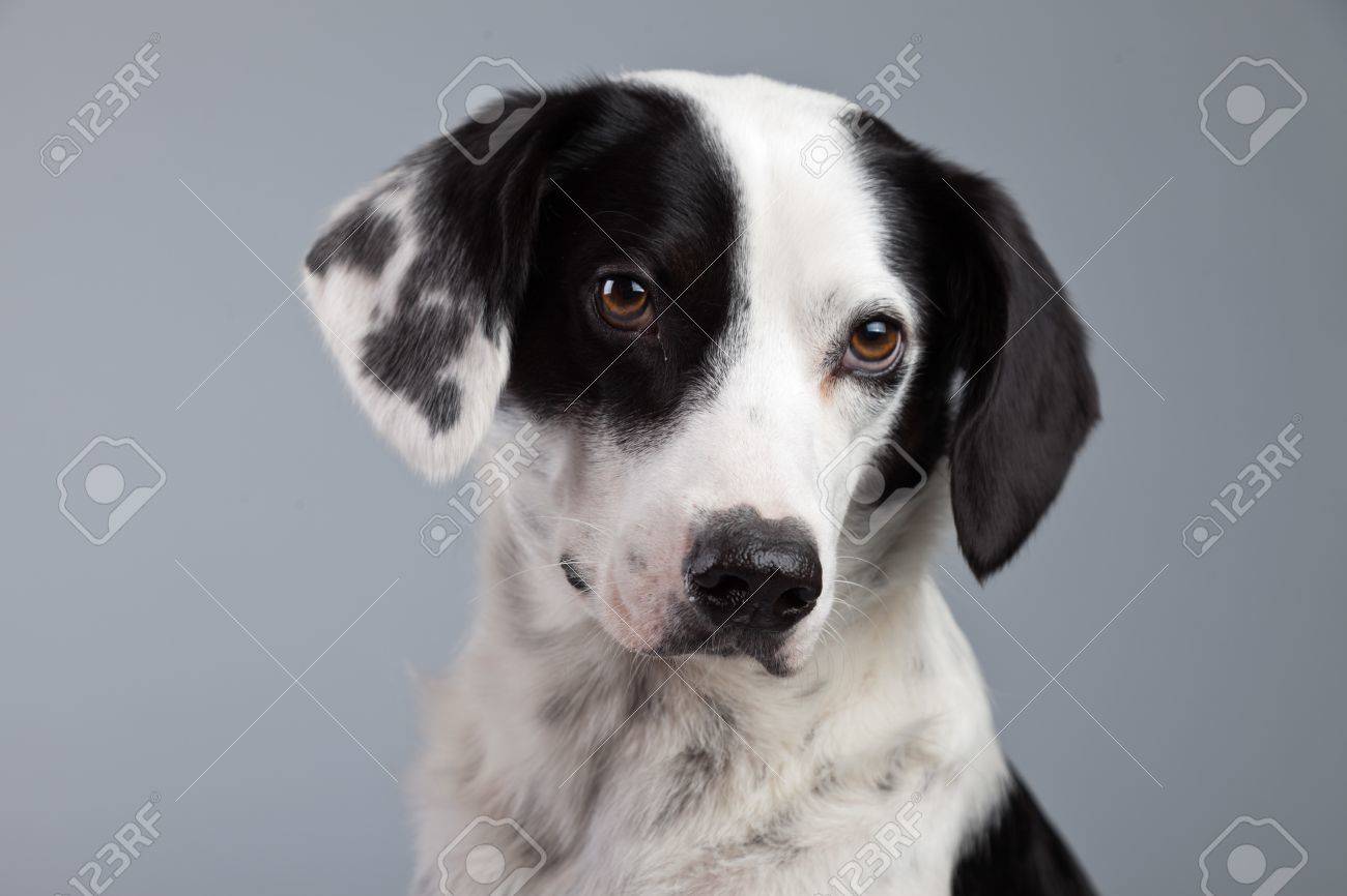 Race Mixte Chien Noir Et Blanc Tacheté Isolé Sur Fond Gris Yeux Marron Clair Portrait De Studio