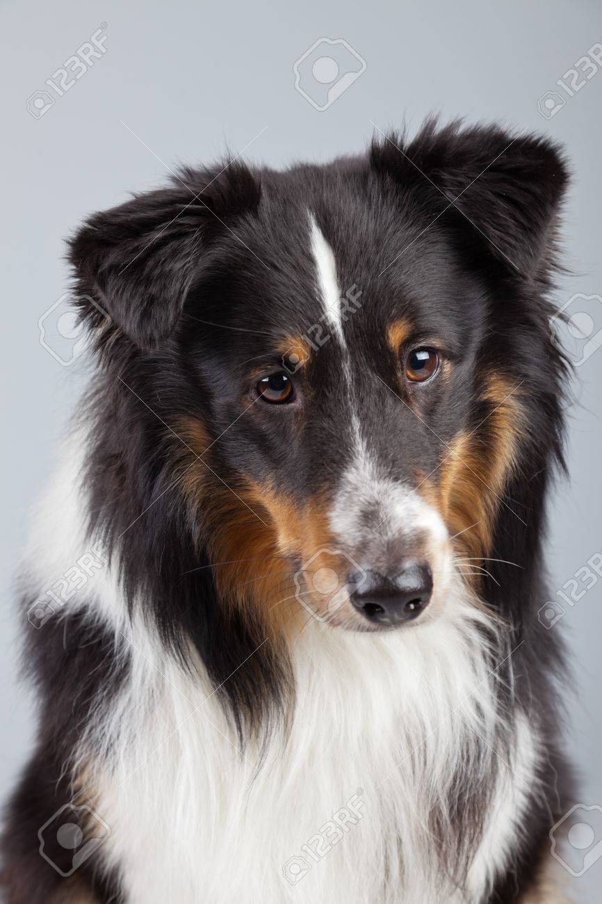 Border Collie Hund Braun Und Weiss Vor Grauem Hintergrund Studio