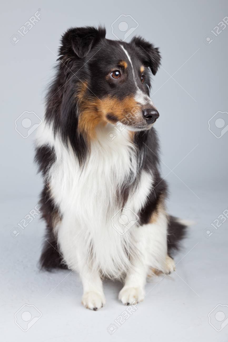 Border Collie Dog Black Brown And White Isolated Against Grey