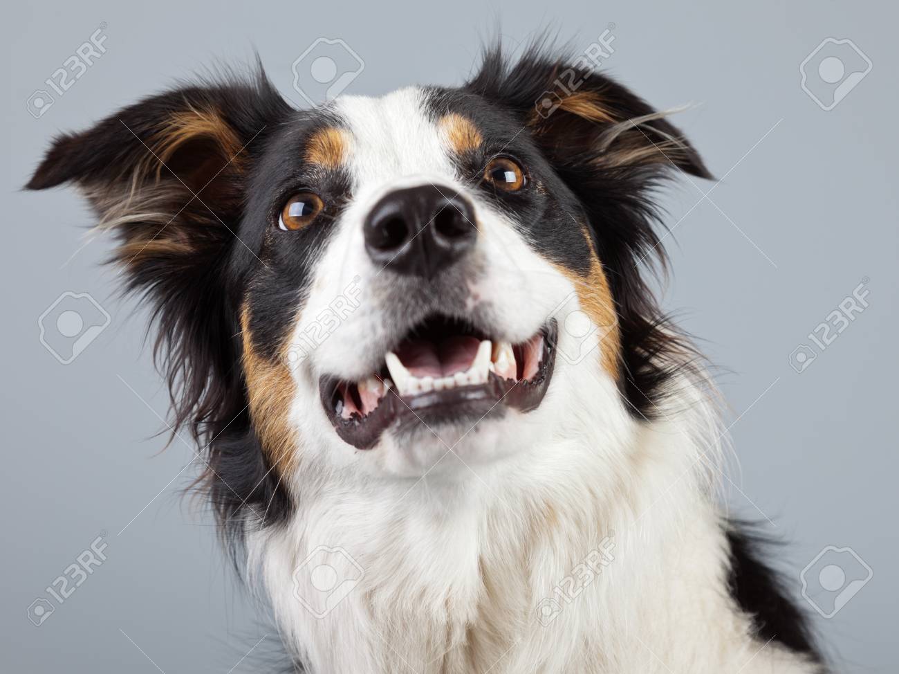 Border Collie Dog Black Brown And White Isolated Against Grey