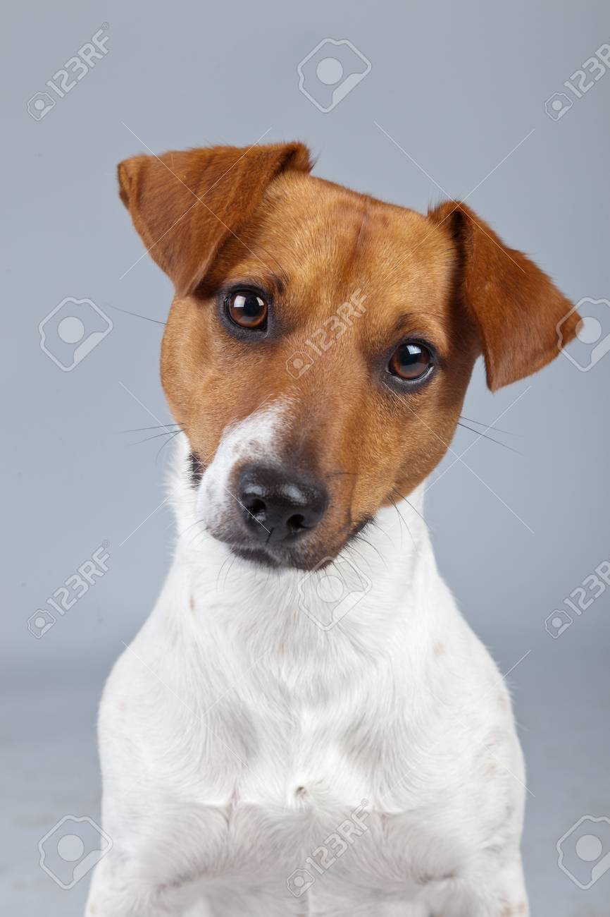 jack russell terrier weiß braun jack russell terrier weiß braun