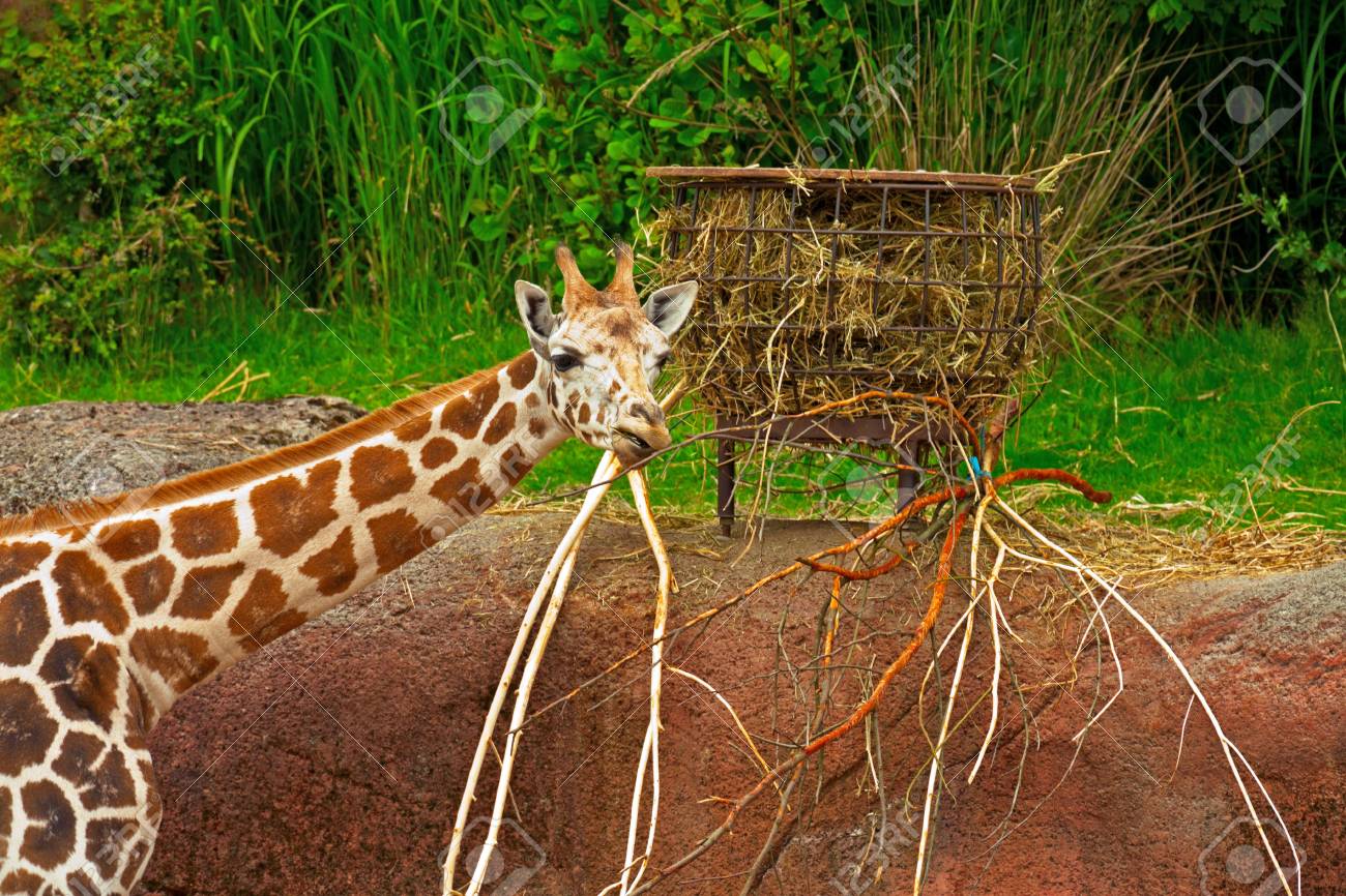 ロスチャイルド キリン動物園で食べる 頭と長い首 の写真素材 画像素材 Image