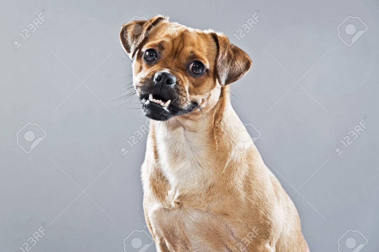 pug and lhasa apso mix