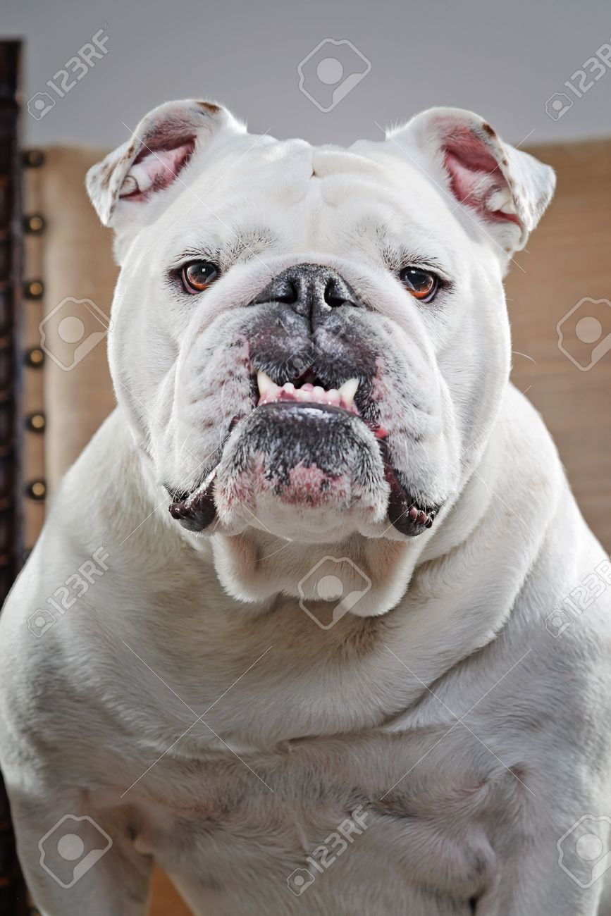 gray english bulldog