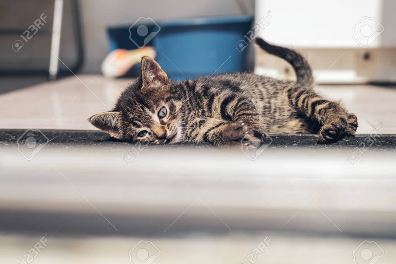 etiam-dictum-ipsum-a-felis