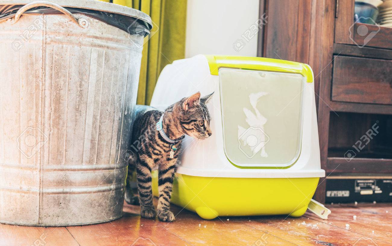 standing litter box