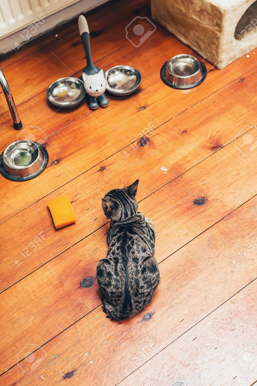 hungry grey striped tabby