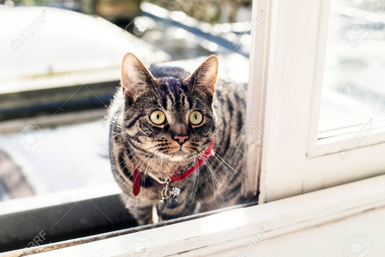cat opens sliding door