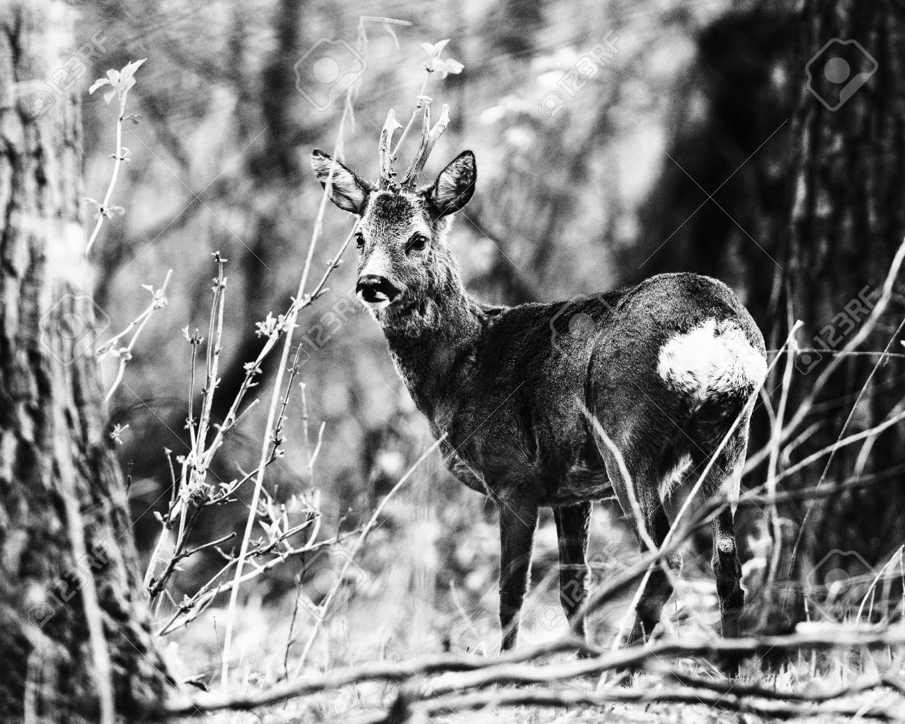 Old black and white photo of roe deer buck between trees in forest