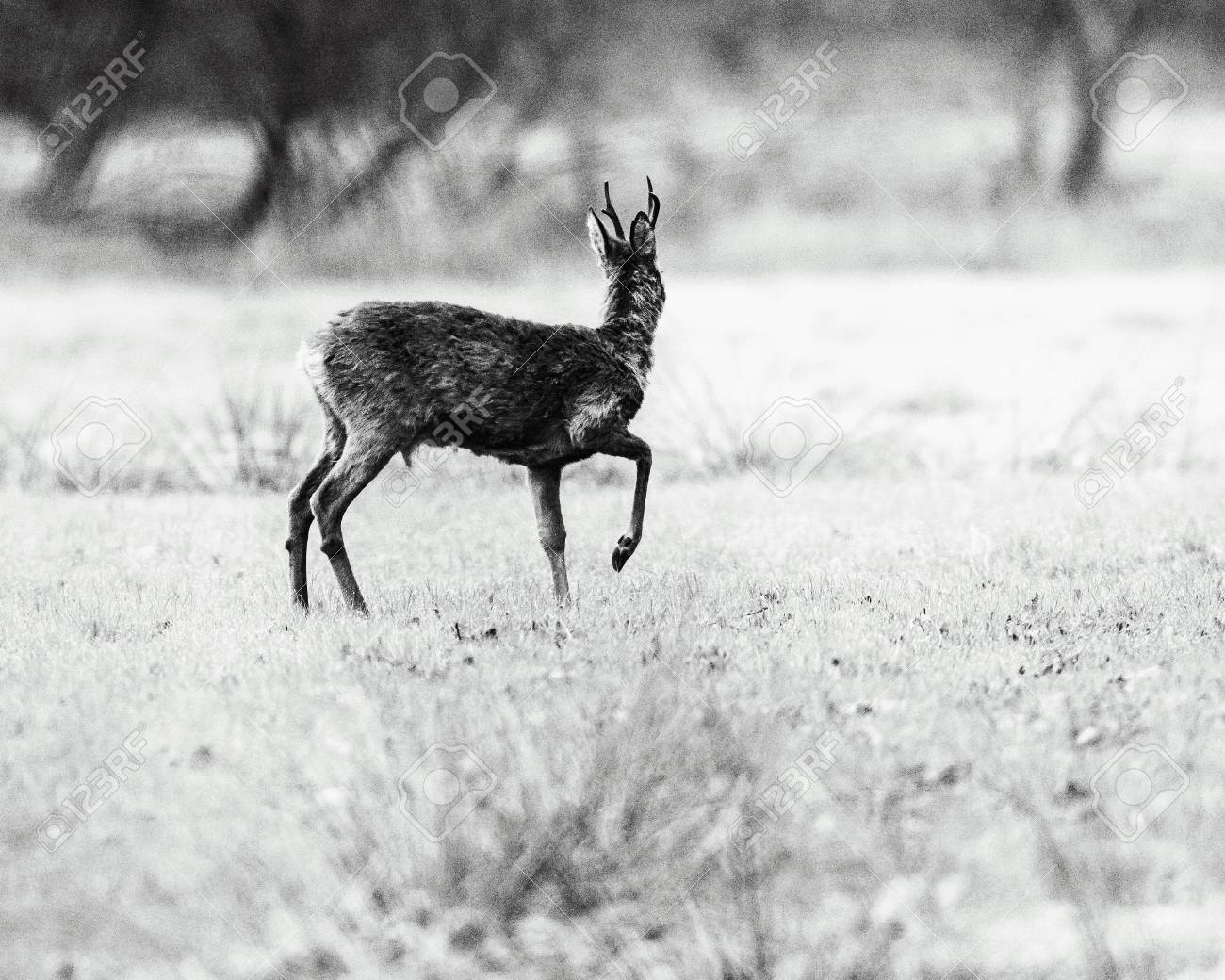 Old black and white photo of roe deer buck with one front leg
