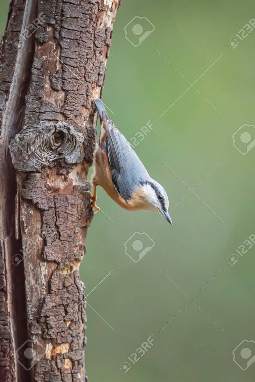 etiam-dictum-ipsum-a-felis