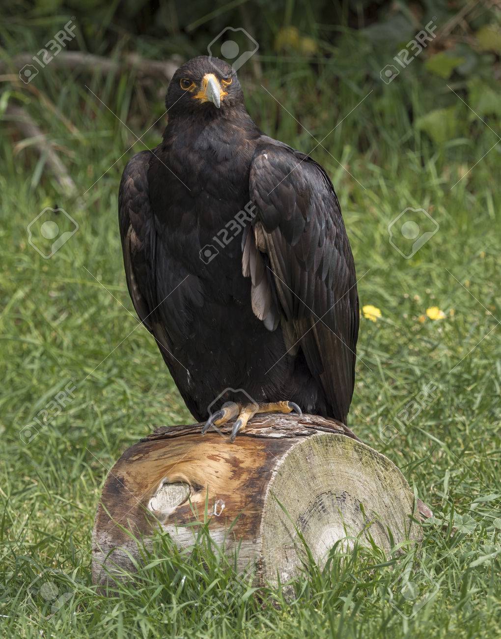 Golden Eagle Dark Brown Plumage Houses Stable Populations In