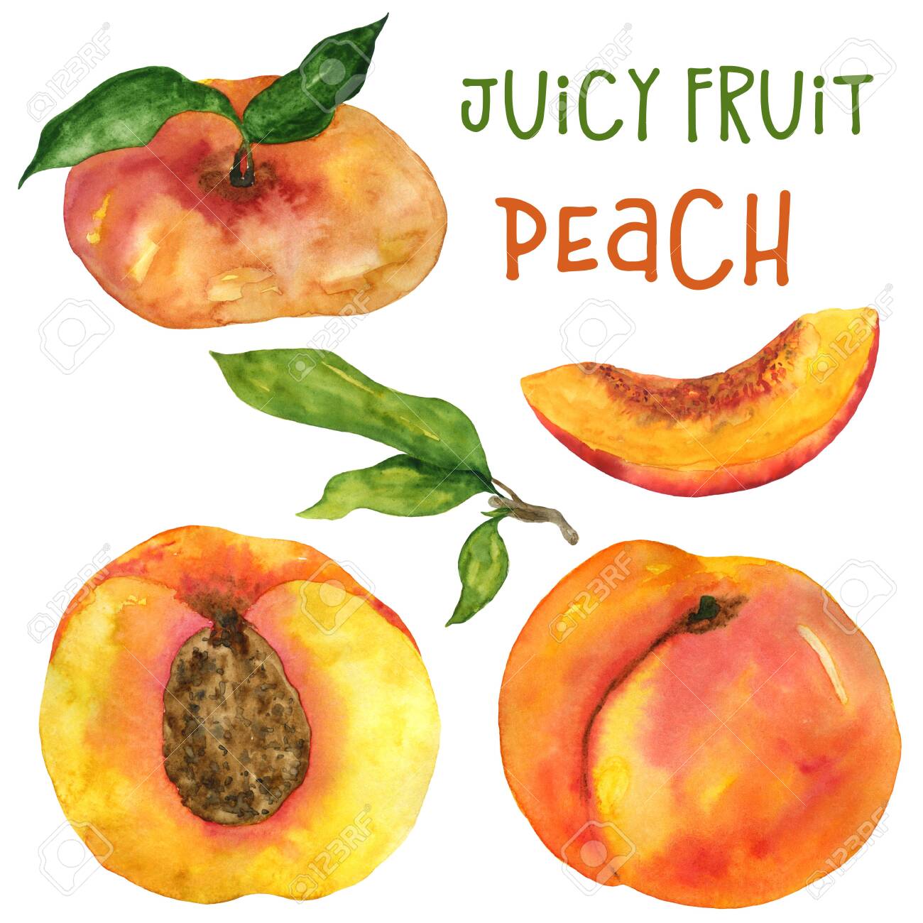 Watercolor Peach Nectarine And Fig Peach Isolated Illustration