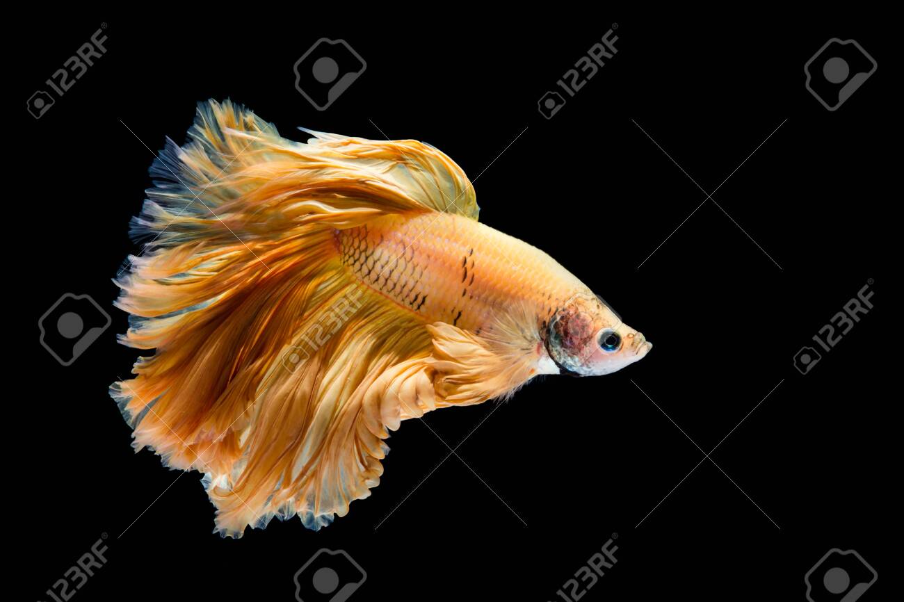 fighter fish gold