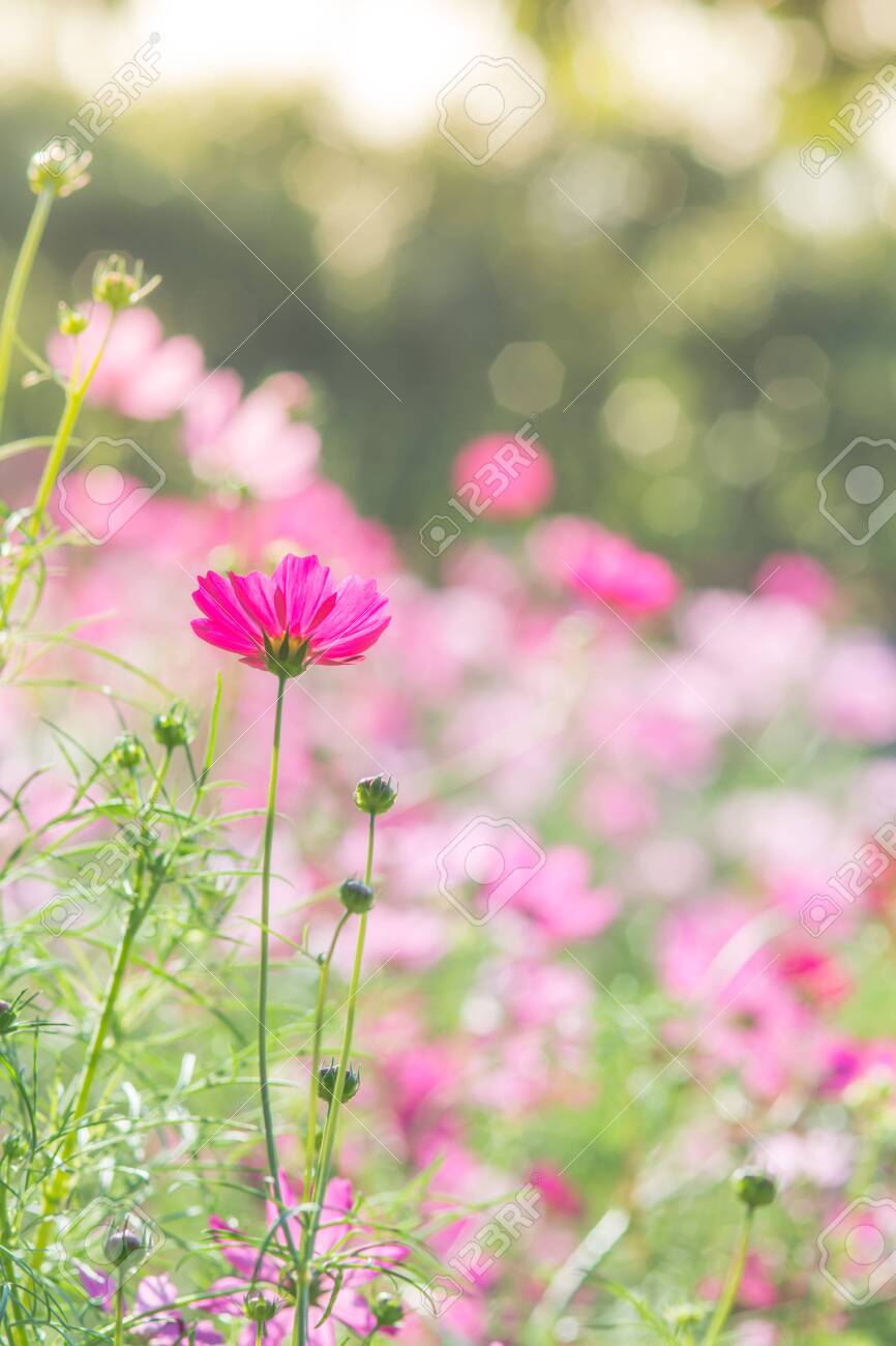 Cosmos Flowers In Nature Sweet Background Blurry Flower