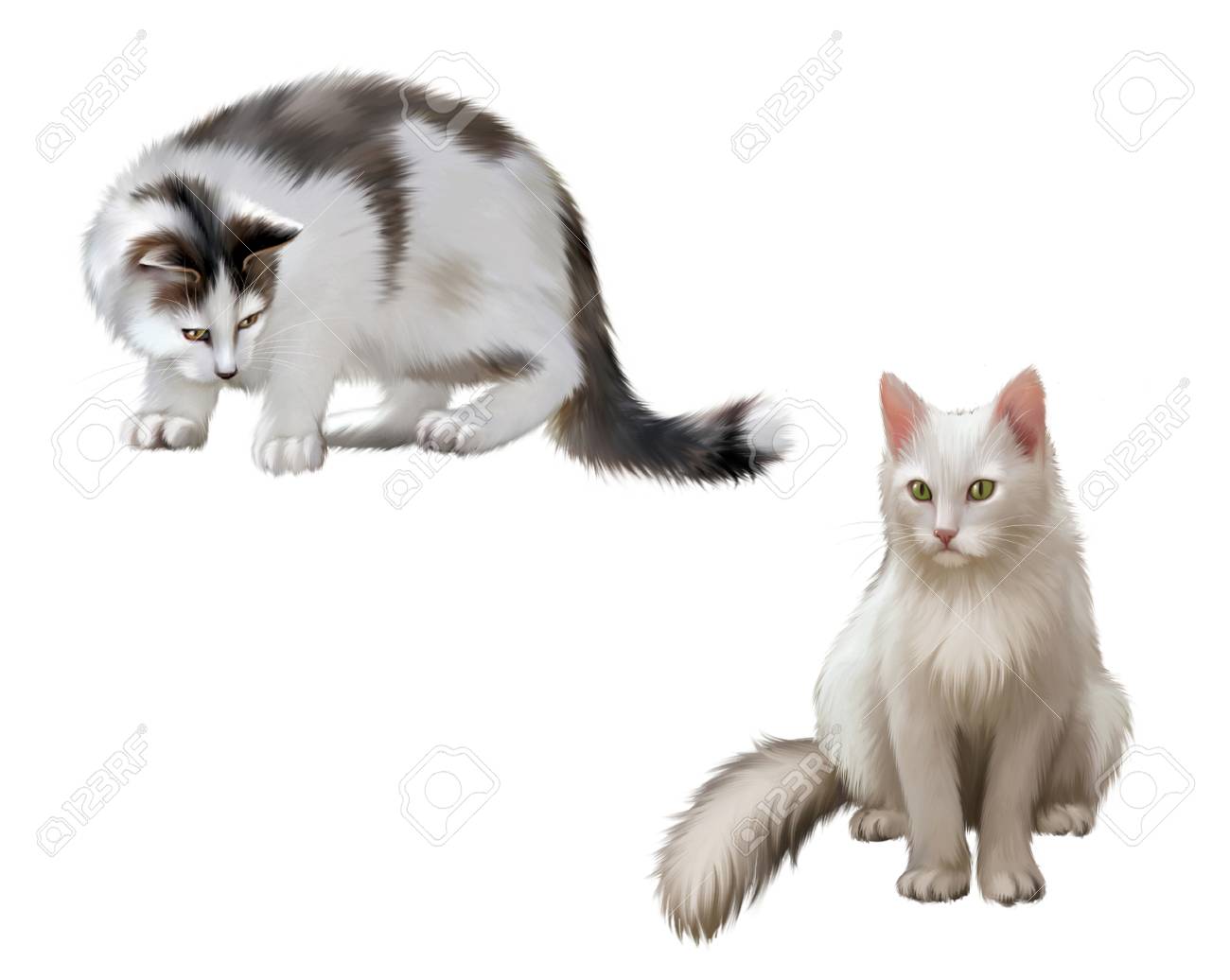 Chaton Gris Chat Adulte Alerte Isole Sur Fond Blanc Banque D Images Et Photos Libres De Droits Image