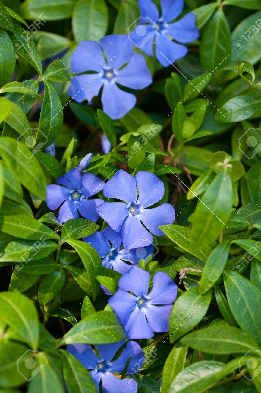 Bright Periwinkle Blue Flowers On 
