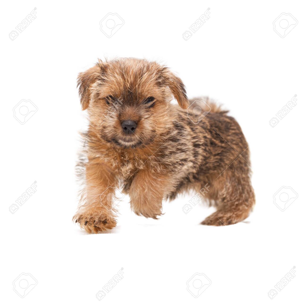 Little Cute Puppy Norfolk Terrier Running Full Face Isolated Stock Photo Picture And Royalty Free Image Image