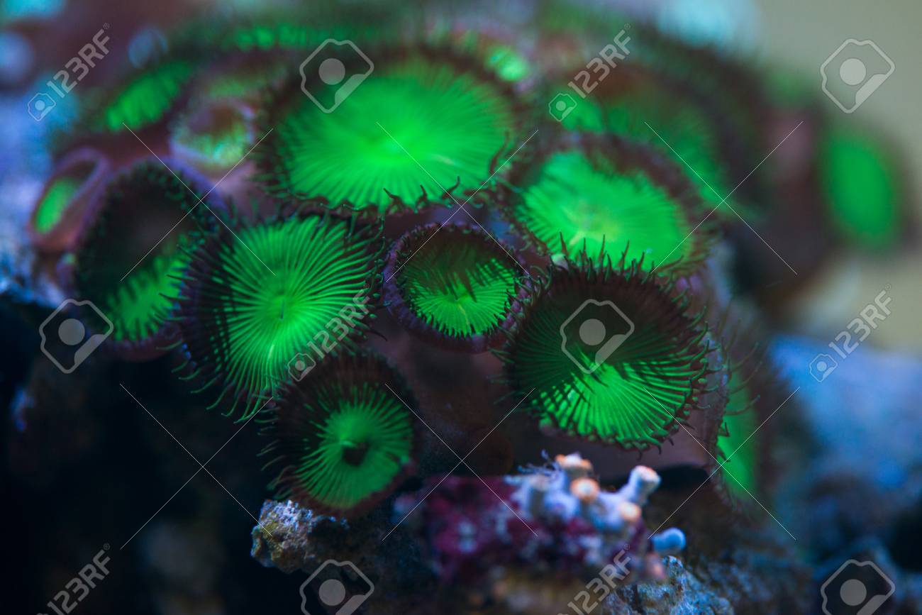 green zoa coral stock
