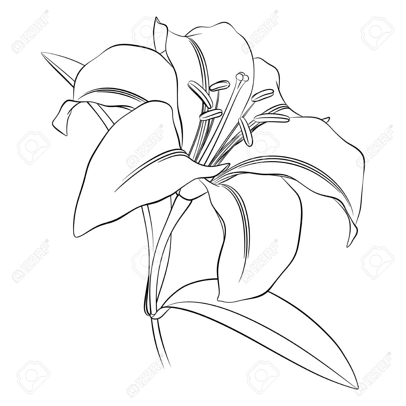 contour noir d une fleur de lys sur fond blanc a colorier clip art libres droits vecteurs et illustration image 93260867 coloriage cheval violet