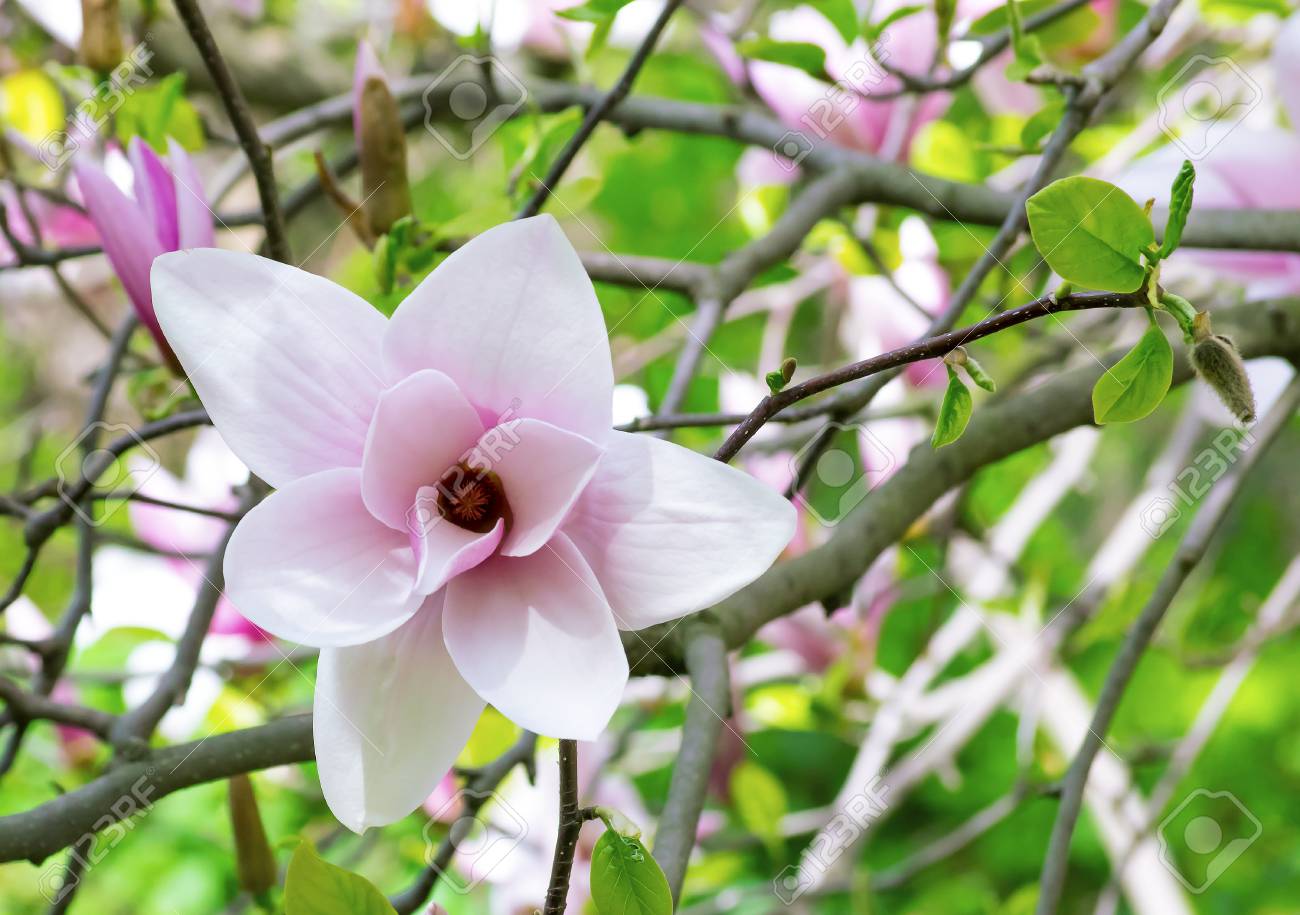 神秘的な春の花の背景に咲くピンク モクレンの花 の写真素材 画像素材 Image