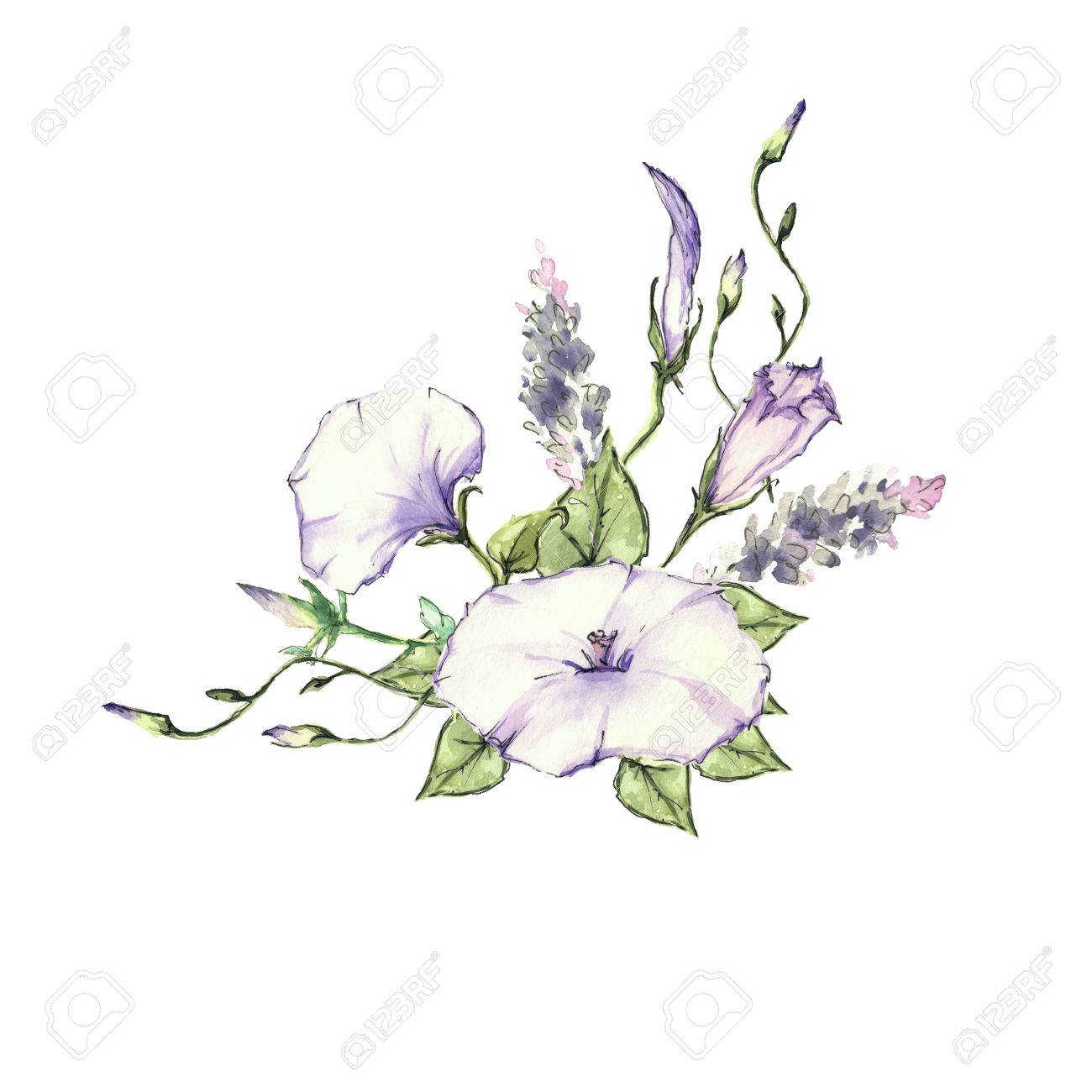 ピンクの朝顔のフィールド ソバカズラ ヒルガオ アルヴェンスィス花 の写真素材 画像素材 Image