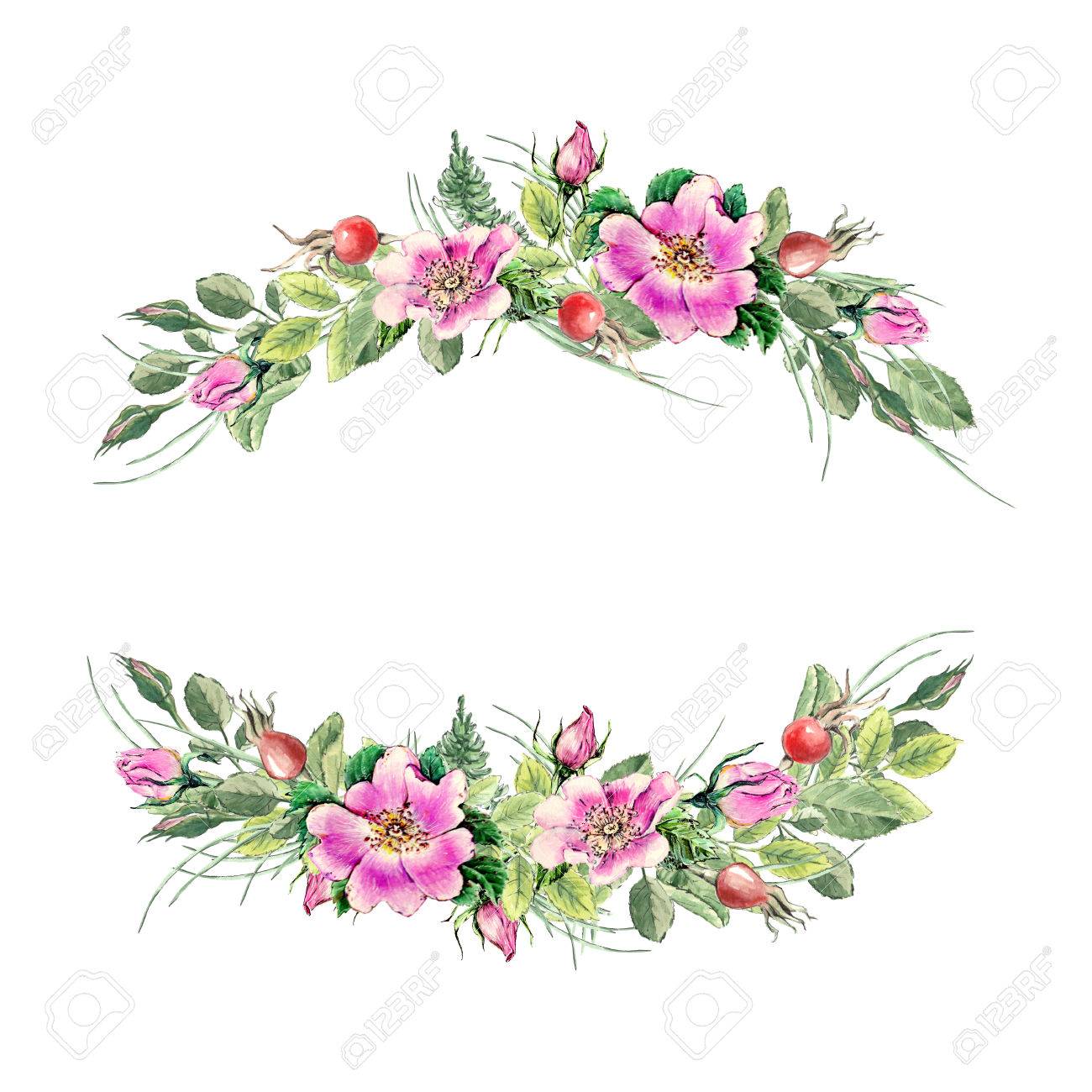 banner with flowering pink roses names dog rose rosa canina