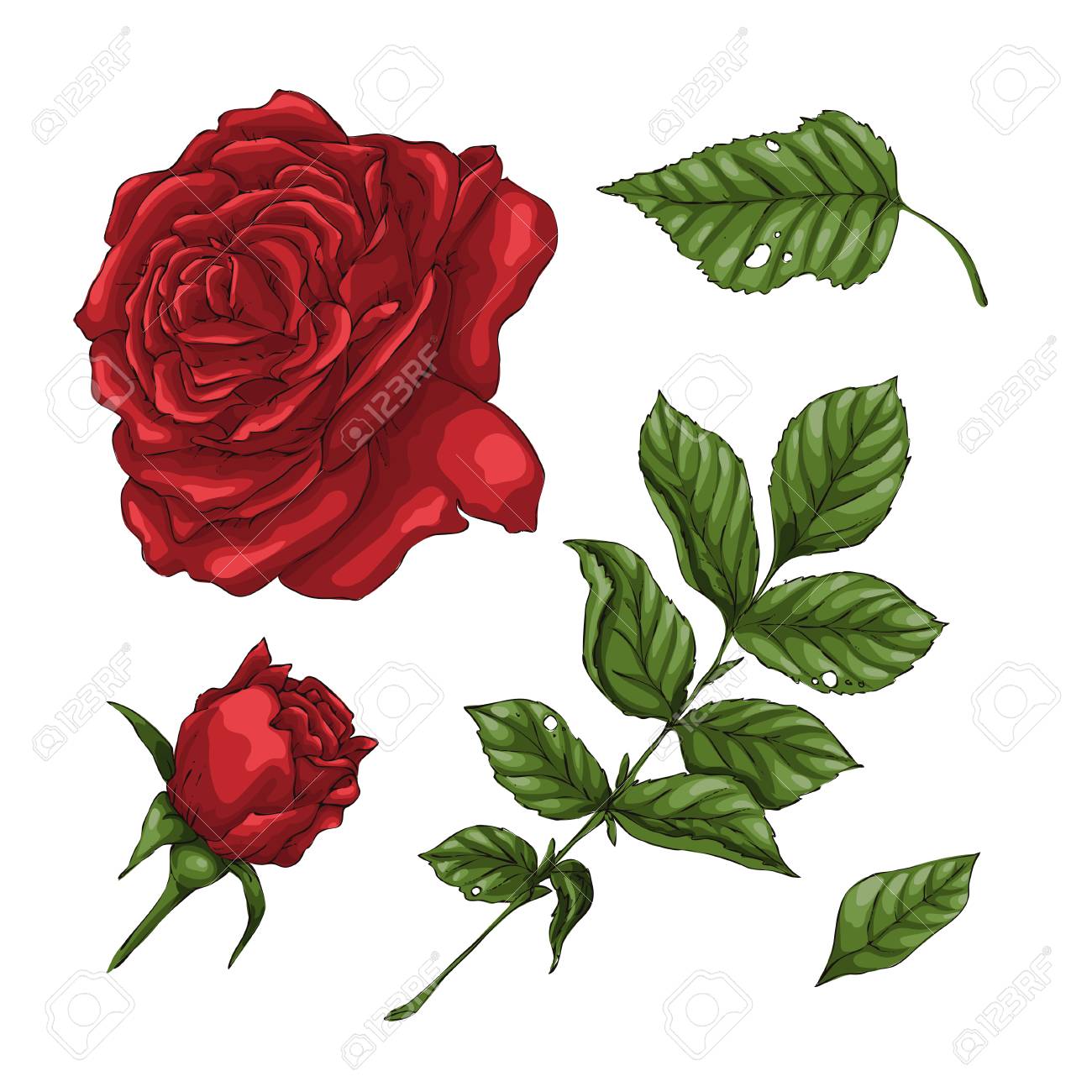 赤いバラの花 つぼみ 葉のセット 白いベクトルイラストで分離のイラスト素材 ベクタ Image 赤いバラの花 つぼみ 葉のセット 白いベクトルイラストで分離のイラスト素材 ベクタ Image