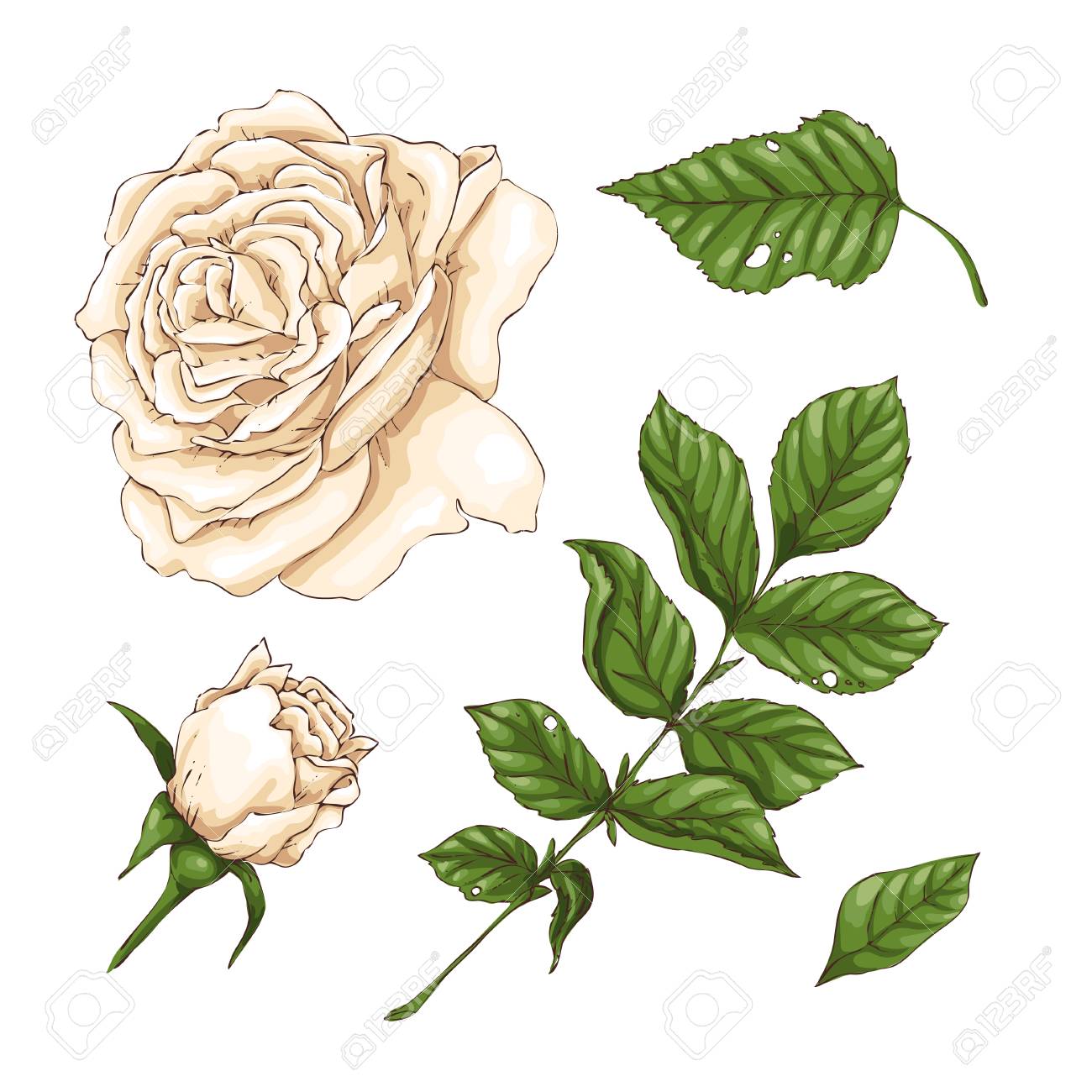 白いバラの花 芽と葉のセット 白いベクトルのイラストで分離のイラスト素材 ベクタ Image