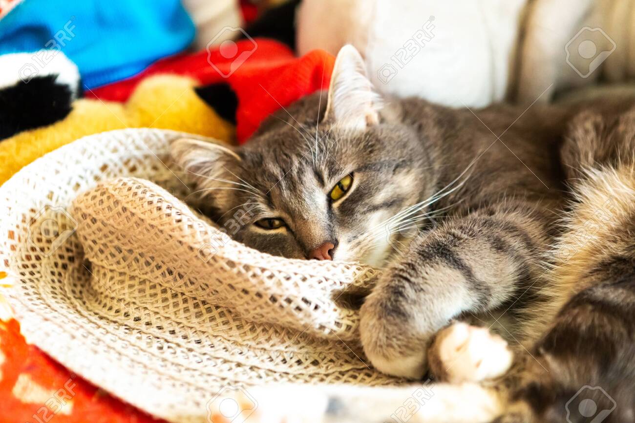 etiam-dictum-ipsum-a-felis