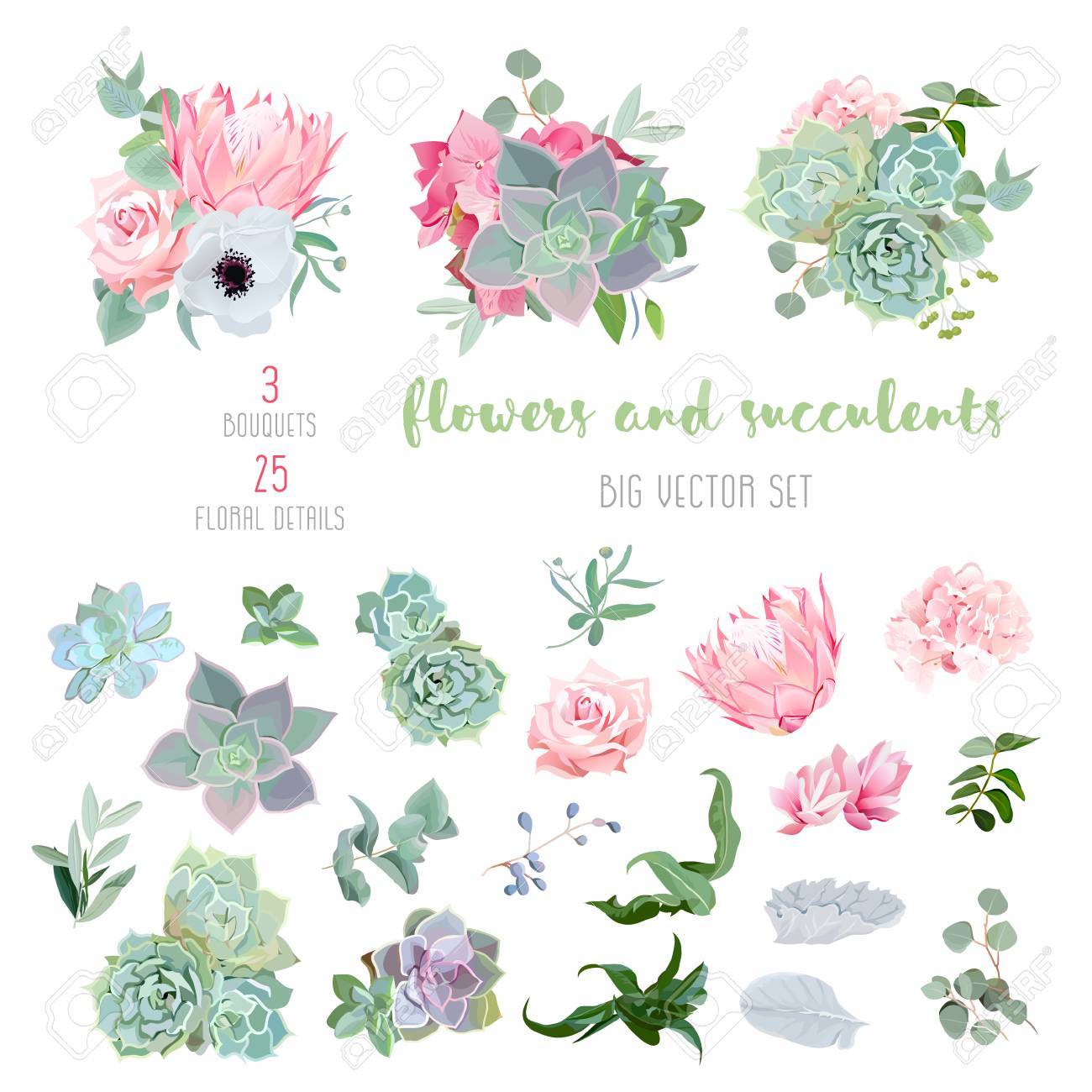 Succulents, protea, rose, anemone, echeveria, hydrangea, decorative plants big vector collection. All elements are isolated and editable. - 66855088 Succulents, protea, rose, anemone, echeveria, hydrangea, decorative plants big vector collection. All elements are isolated and editable. - 66855088