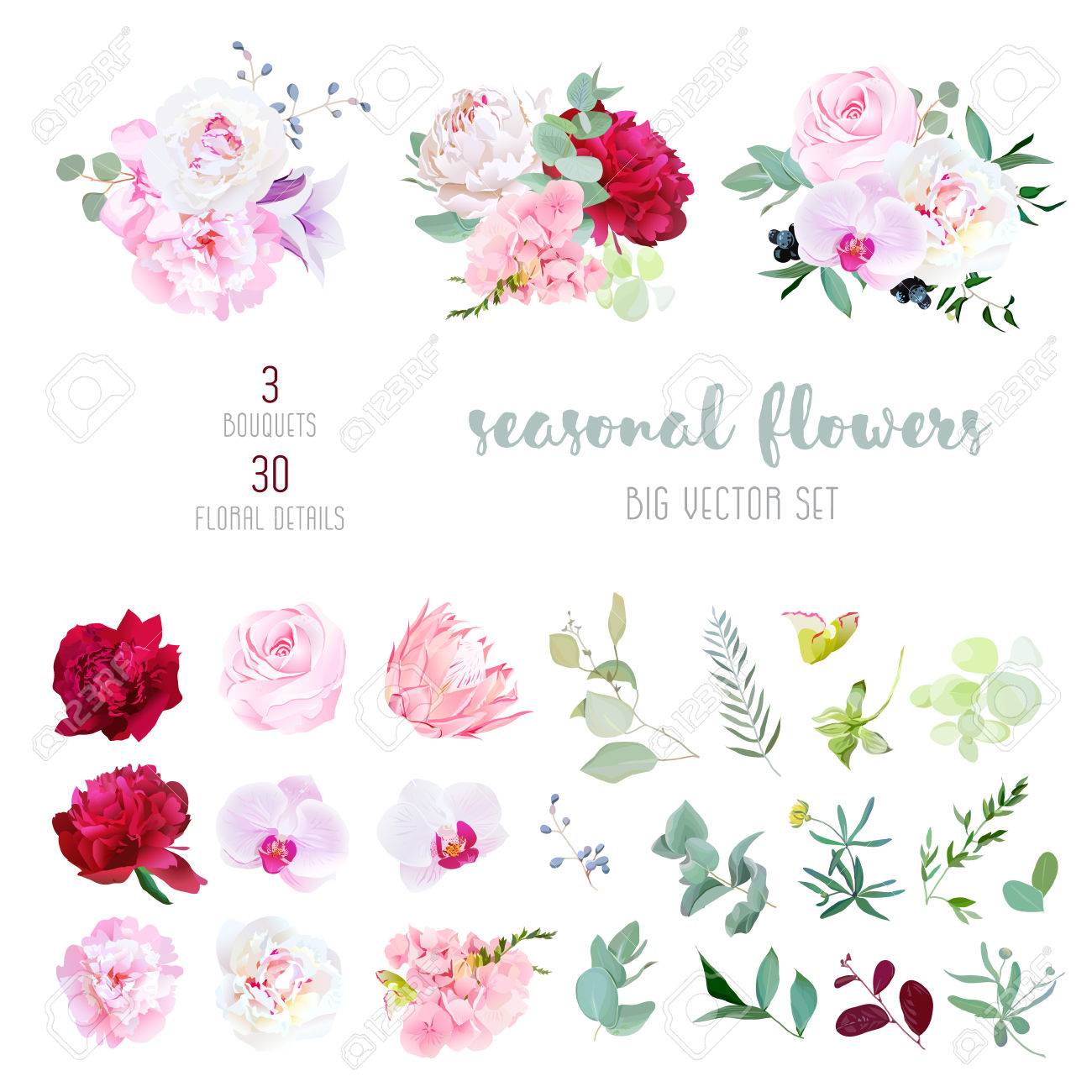 Pink rose, white and burgundy red peony, protea, violet orchid, hydrangea, campanula flowers and mix of seasonal plants and herbs big vector collection. All elements are isolated and editable. - 69595444 Pink rose, white and burgundy red peony, protea, violet orchid, hydrangea, campanula flowers and mix of seasonal plants and herbs big vector collection. All elements are isolated and editable. - 69595444