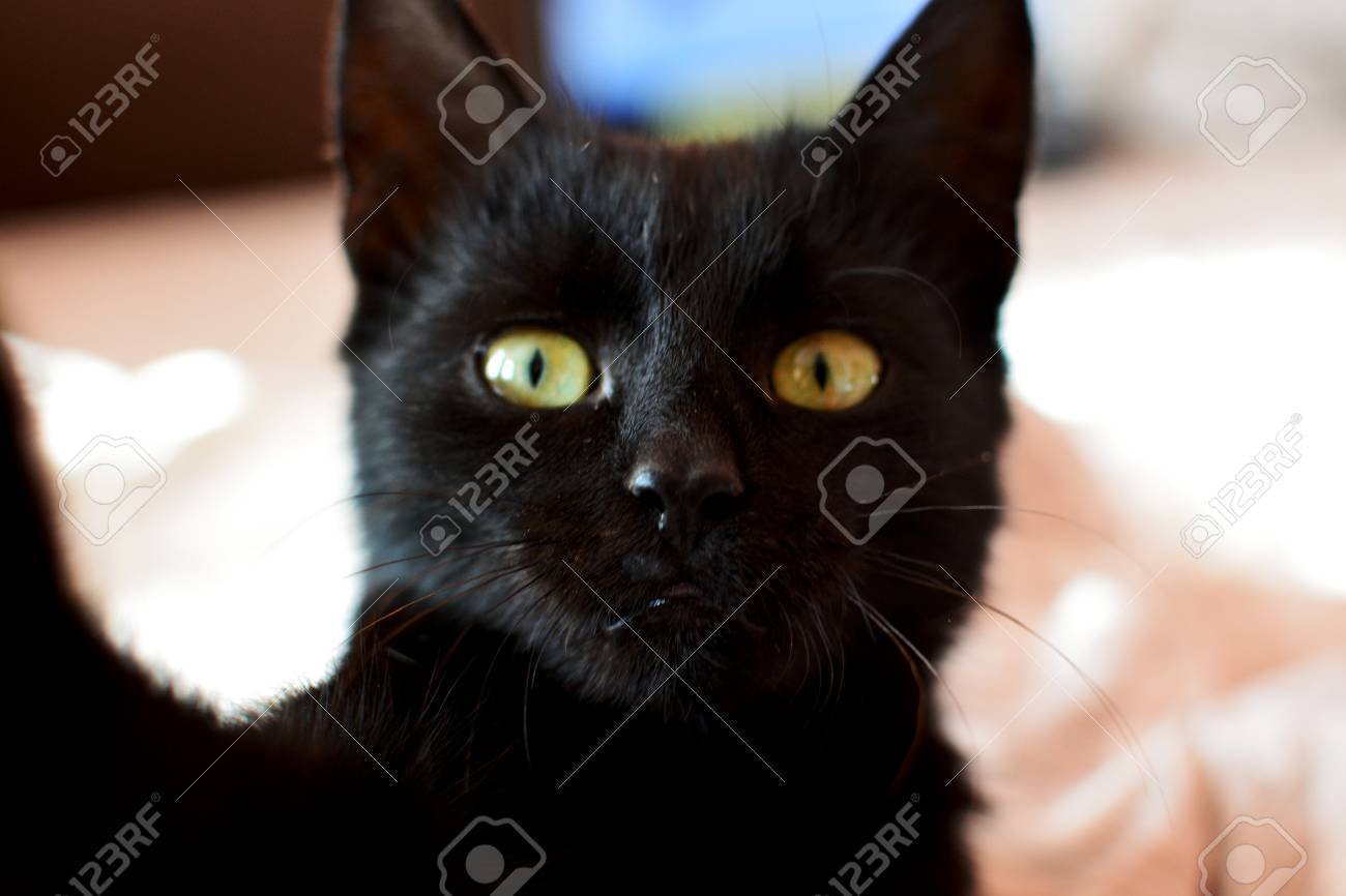 Petit Chat Noir Aux Yeux Verts Faisant Un Selfie Sur Smartohone A L Interieur Banque D Images Et Photos Libres De Droits Image Petit Chat Noir Aux Yeux Verts Faisant Un Selfie Sur Smartohone A L Interieur Banque D Images Et Photos Libres De Droits Image