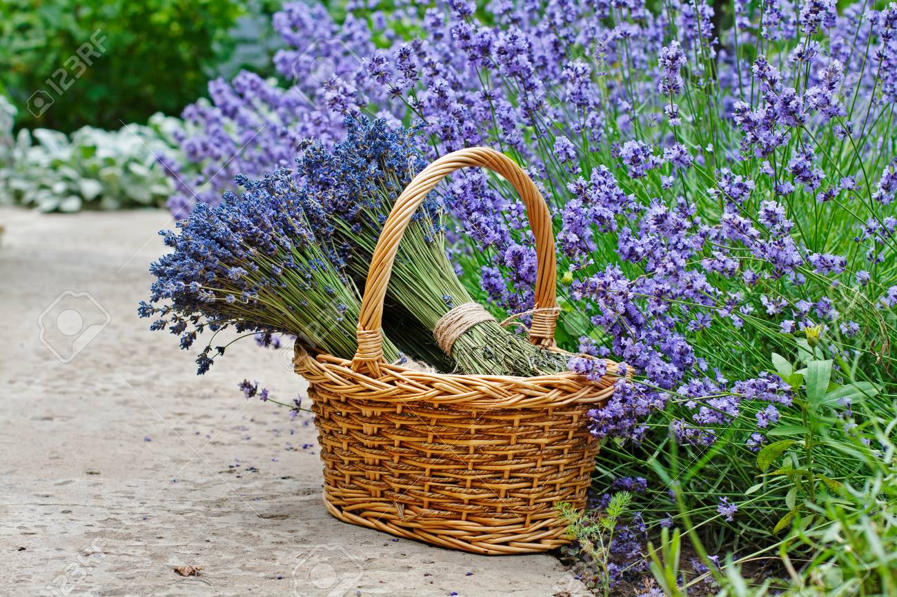 Strausse Von Lavendel Im Weidenkorb Im Garten Lizenzfreie Fotos Bilder Und Stock Fotografie Image 74054714