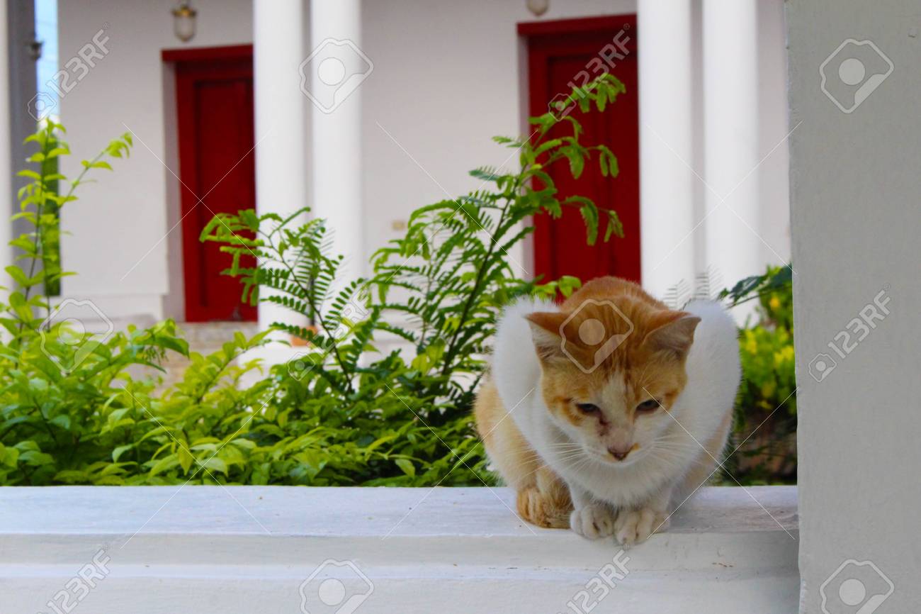 etiam-dictum-ipsum-a-felis