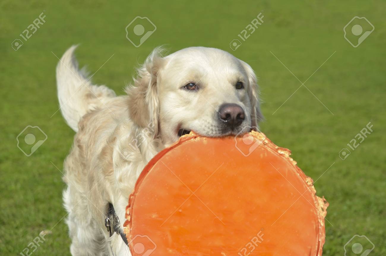 https www 123rf com photo 60630235 golden retriever dog with long hair golden retrievers are very smart dog that are loyal and friendly html