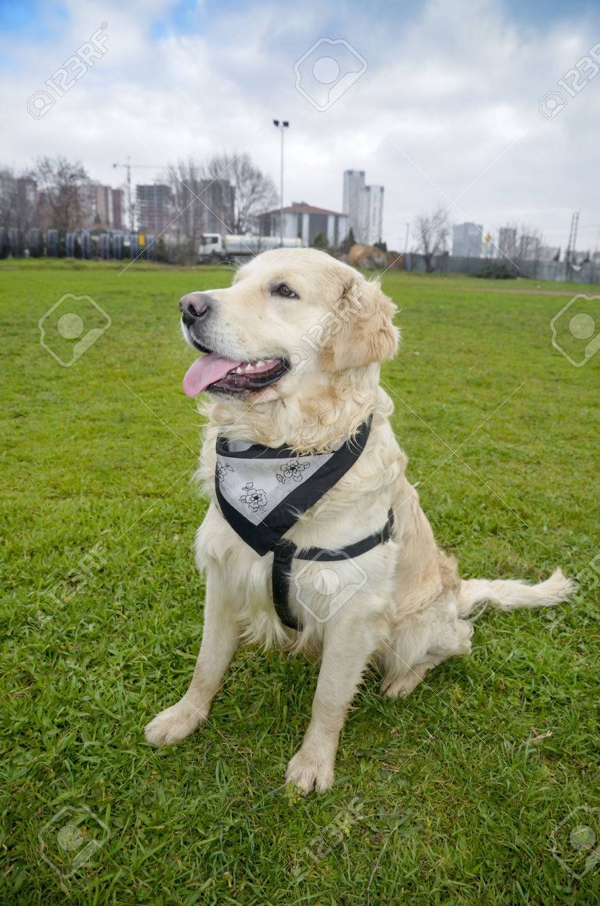 golden retriever dog with long hair golden retrievers are very stock photo picture and royalty free image image 60630241