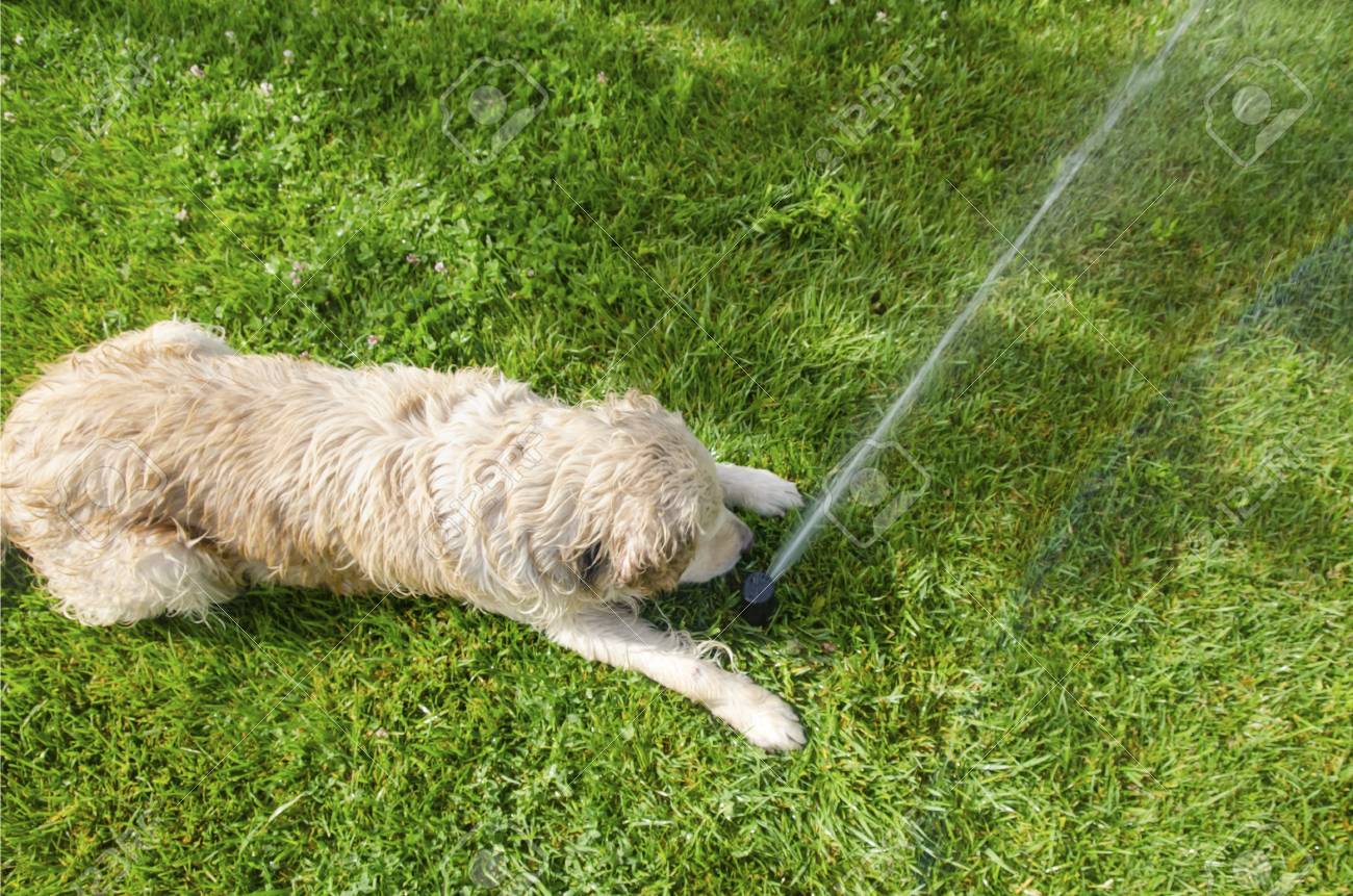 dog water play fountain