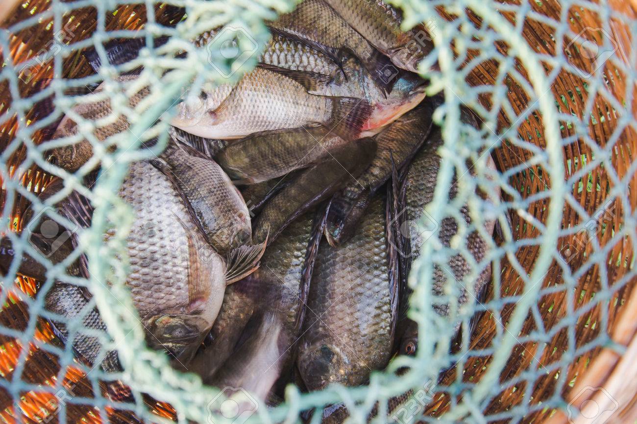 Tilapia trap Clearance